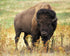 American Bison - Paint by Diamonds